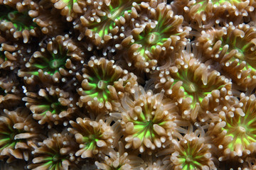 Galaxea fascicularis EG-25 © Christian