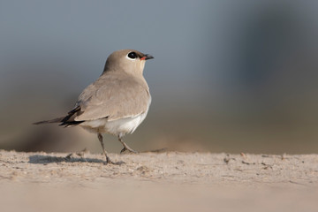 Small Pratincole Glareola lactea Beautiful Birds