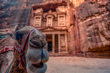 Camel standing in front of the Al Khazneh tomb. The Treasury tomb of Petra, Jordan - Image, selective focus