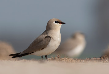 Small Pratincole Glareola lactea Beautiful Birds