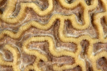 Oulophyllia crispa EG-29 © Christian