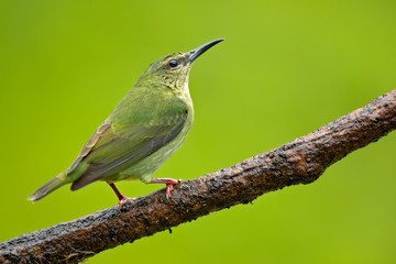 Red-legged honeycreeper (Cyanerpes cyaneus) is a small songbird species in the tanager family (Thraupidae). It is found in the tropical New World from southern Mexico south to Peru