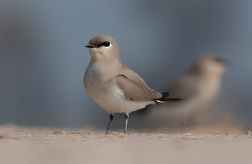 Small Pratincole Glareola lactea Beautiful Birds