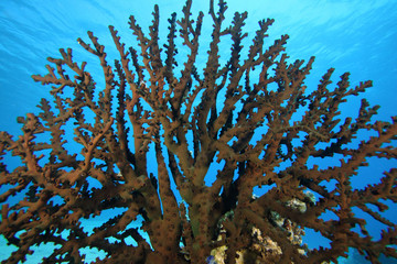 Tubastrea micranthus EG-28 © Christian