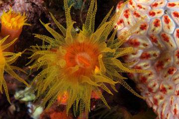 Tubastrea coccinea EG-30 © Christian