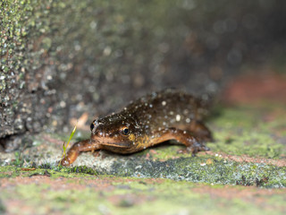 Palmate Newt , Lissotriton helveticus, on wall at night