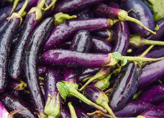 Fresh long eggplant purple fruit for sale in the vegetable market
