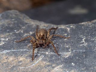A Small Wolf Spider on Slate Stone, Pardose sp