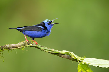 Red-legged honeycreeper (Cyanerpes cyaneus) is a small songbird species in the tanager family (Thraupidae). It is found in the tropical New World from southern Mexico south to Peru