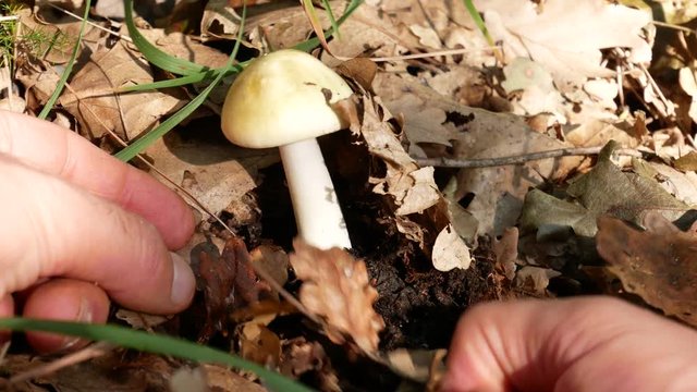 Amanita phalloides, death cap, is a deadly poisonous fungus, the most dangerous mushroom. fatal mushroom poisonings worldwide. A mycologist collects amanita phalloides for study purposes