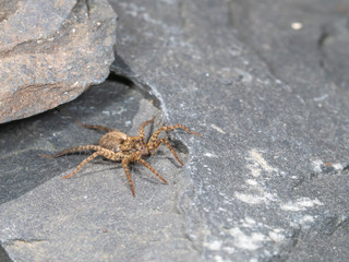 A Small Wolf Spider on Slate Stone, Pardose sp