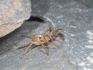 A Small Wolf Spider on Slate Stone, Pardose sp