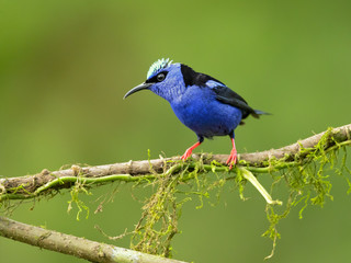 Red-legged honeycreeper (Cyanerpes cyaneus) is a small songbird species in the tanager family (Thraupidae). It is found in the tropical New World from southern Mexico south to Peru