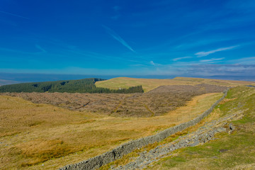 Yorkshire Dales Deforestation, Pine Forests felled. Yorkshire, England