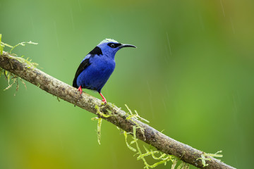 Red-legged honeycreeper (Cyanerpes cyaneus) is a small songbird species in the tanager family (Thraupidae). It is found in the tropical New World from southern Mexico south to Peru