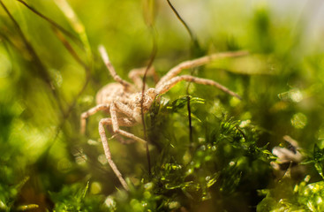 spider crawling on green grass. macro