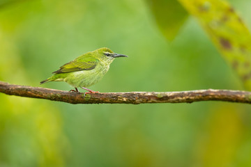Red-legged honeycreeper (Cyanerpes cyaneus) is a small songbird species in the tanager family (Thraupidae). It is found in the tropical New World from southern Mexico south to Peru