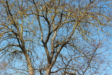 kahler walnussbaum in der morgensonne