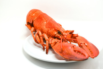 Lobster on plate isolated on white background