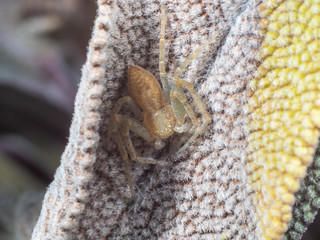 Crab Spider, Philodromus sp, hiding on a Sage Leaf