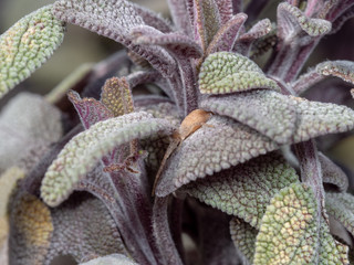 Crab Spider, Philodromus sp, hiding on a Sage Leaf