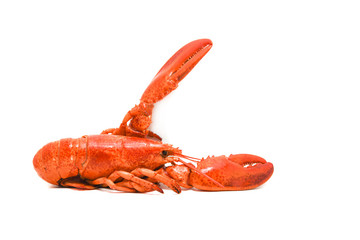 lobster isolated on white background