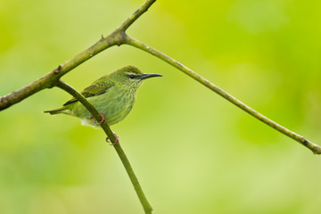 Red-legged honeycreeper (Cyanerpes cyaneus) is a small songbird species in the tanager family (Thraupidae). It is found in the tropical New World from southern Mexico south to Peru