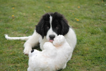 dog playing  on grass