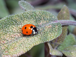 Seven spotted Ladybird or Ladybug on a sage leaf