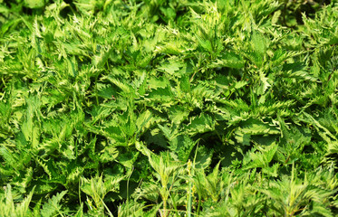 background of green leaves