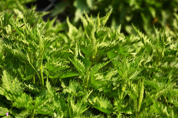background of green grass