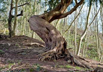 Twisted yew tree trunk in woodland
