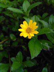 yellow flower