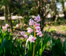 Pink hyacinth in spring garden