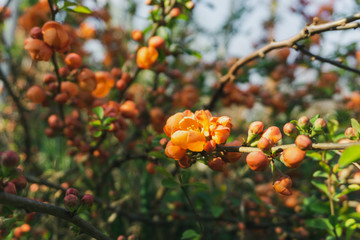 Red bush flowers