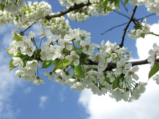 Zwetschgenblüte