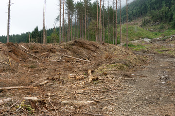 Waldrodung für Bau von Ferienhütten in Norwegen