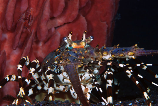 Incredible Underwater World - Ornate Spiny Lobster - Panulirus ornatus (living underneath Xestospongia testudinaria). Diving in Bali.