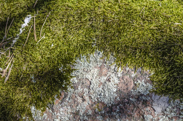 Forest moss on the stone.