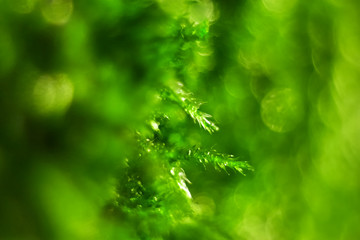 Closeup of moss shoots in blurred background