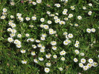 Gänseblümchen