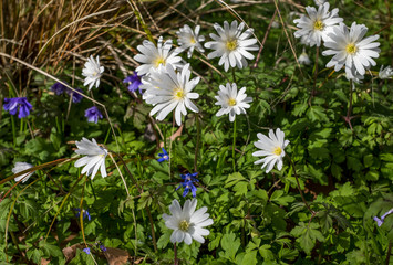 Fototapete bei efototapeten.de bestellen   
