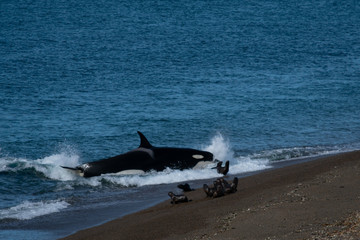 Orca (orcinus orca) hunting a sea lion