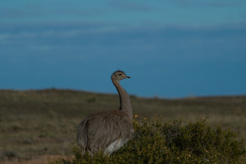 Lesser Rhea or Darwin's rhea (rhea pennata)