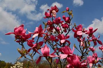 Blooming pink magnolia