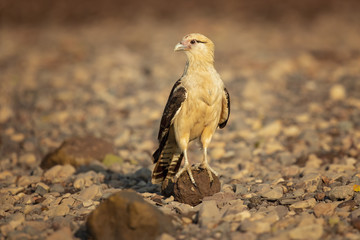 Yellow-headed caracara (Milvago chimachima) is a bird of prey in the family Falconidae. It is found in tropical and subtropical South America and the southern portion of Central America.