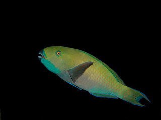 Rusty parrotfish (Scarus ferrugineus)