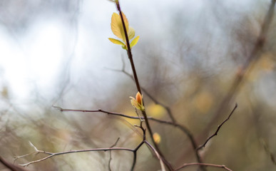 Fototapeta na wymiar leaf bud in spring