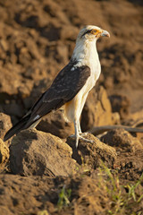 Yellow-headed caracara (Milvago chimachima) is a bird of prey in the family Falconidae. It is found in tropical and subtropical South America and the southern portion of Central America.