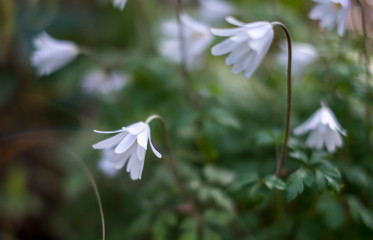 White Wood Anemone